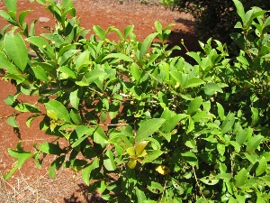 Syzygium paniculatum