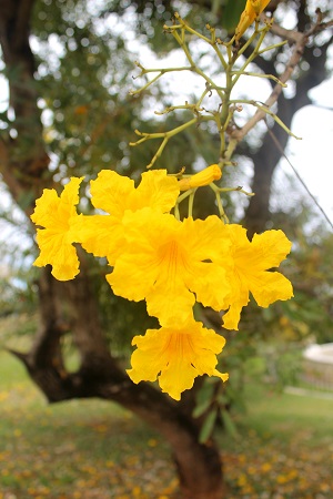 Tabebuia aurea