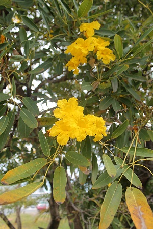 Tabebuia aurea