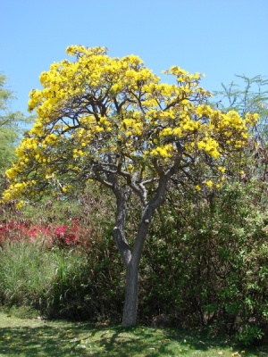 Tabebuia aurea