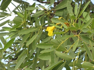 Tabebuia aurea