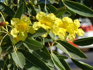 Tabebuia aurea