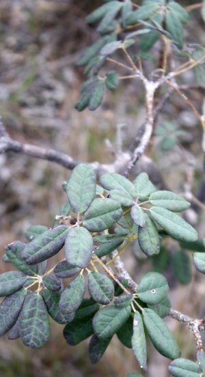 Tabebuia bahamensis