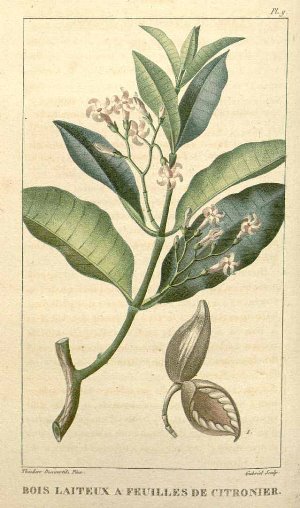 Tabernaemontana citrifolia