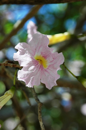 Tabebuia heterophylla