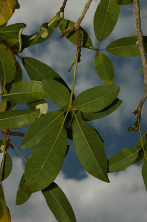 Tabebuia heterophylla