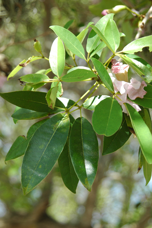 Tabebuia heterophylla