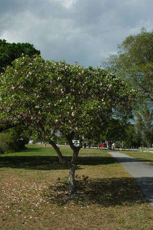 Tabebuia heterophylla