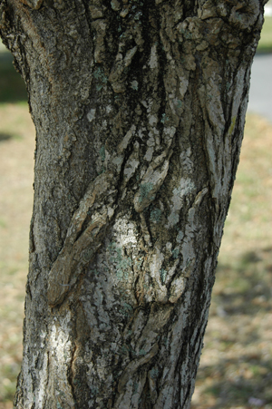 Tabebuia heterophylla