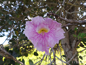 Tabebuia heterophylla