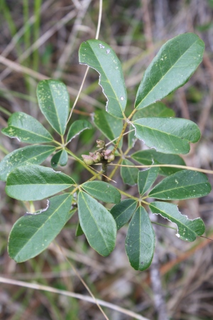 Tabebuia lepidota