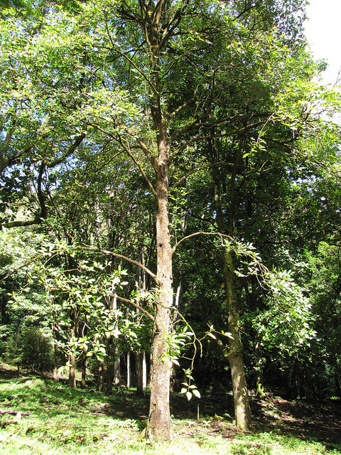 Tabebuia rosea