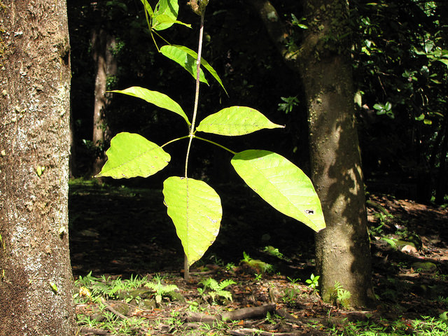 Tabebuia rosea