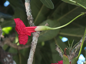 Tabebuia schumanniana