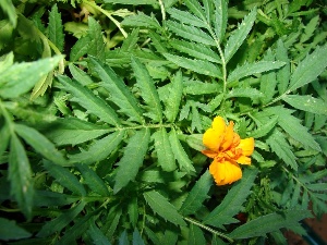 Tagetes erecta