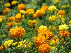 Tagetes erecta