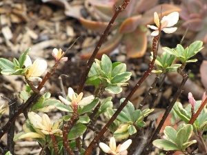 Talinum paniculatum