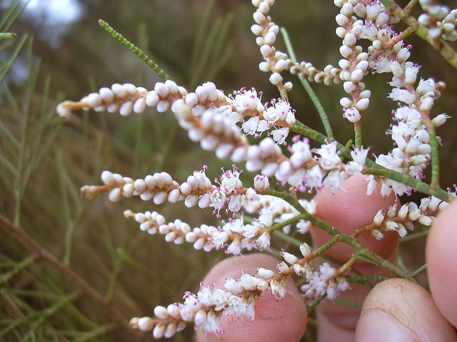 Tamarix aphylla