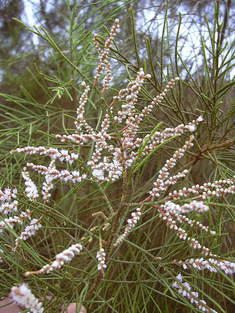 Tamarix aphylla