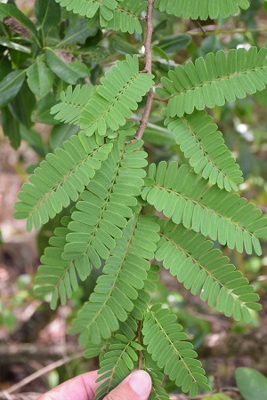 Tamarindus indica