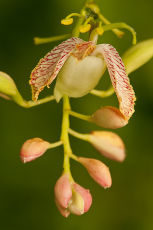 Tamarindus indica