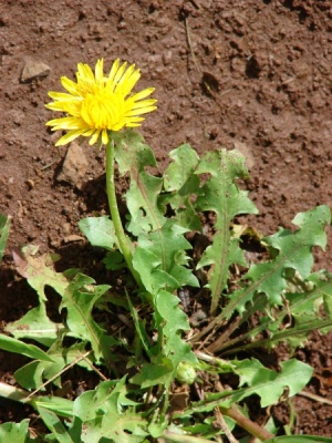 Taraxacum officinale