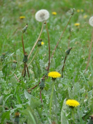 Taraxacum officinale