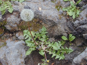 Taraxacum officinale