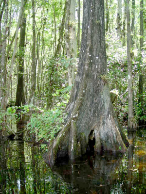 Taxodium ascendens