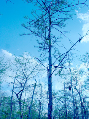 Taxodium ascendens