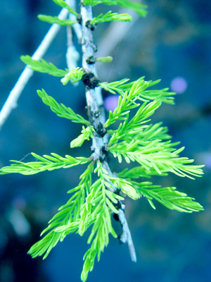 Taxodium ascendens