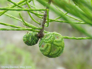 Taxodium ascendens