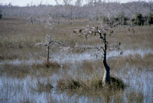 Taxodium ascendens