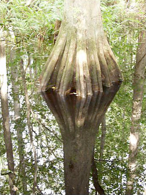 Taxodium distichum