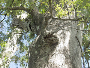 Taxodium distichum