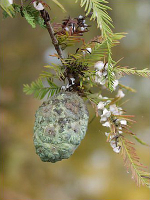 Taxodium distichum