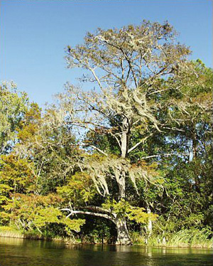 Taxodium distichum