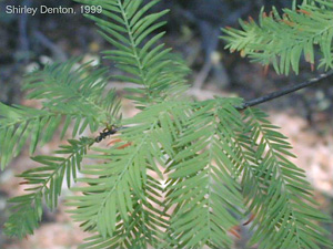 Taxodium distichum