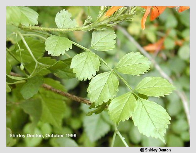 Tecoma capensis