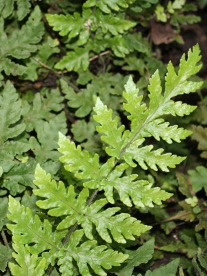 Tectaria coriandrifolia