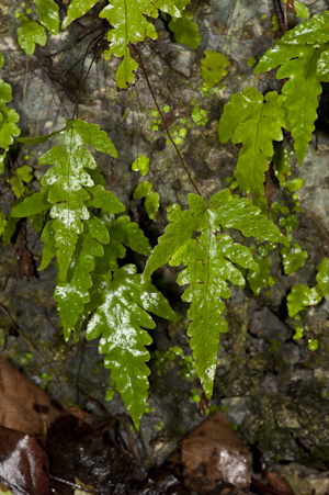 Tectaria fimbriata