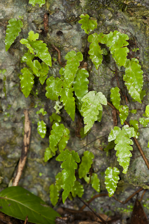 Tectaria fimbriata