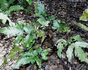 Tectaria heracleifolia