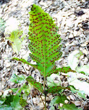 Tectaria heracleifolia