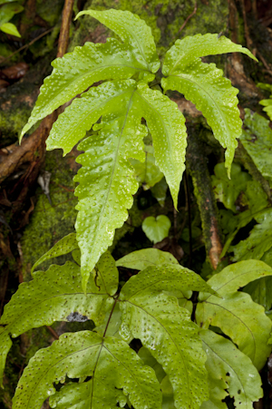 Tectaria heracleifolia