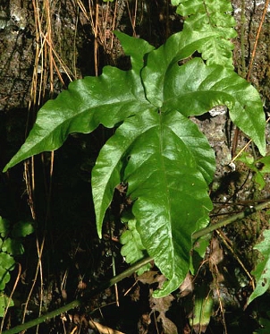 Tectaria heracleifolia