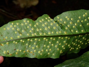 Tectaria plantaginea