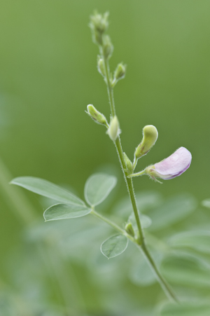 Tephrosia corallicola