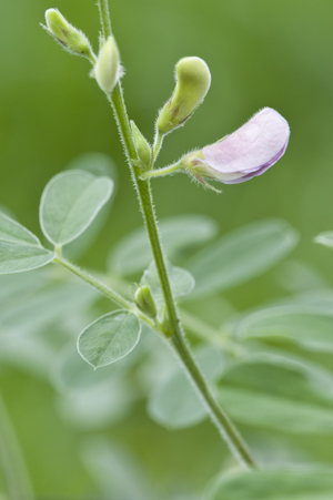 Tephrosia corallicola