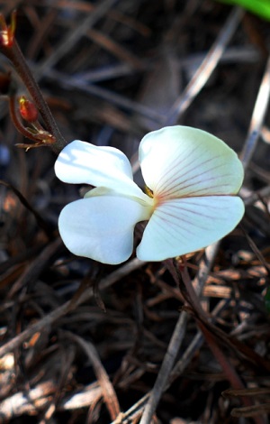 Tephrosia florida